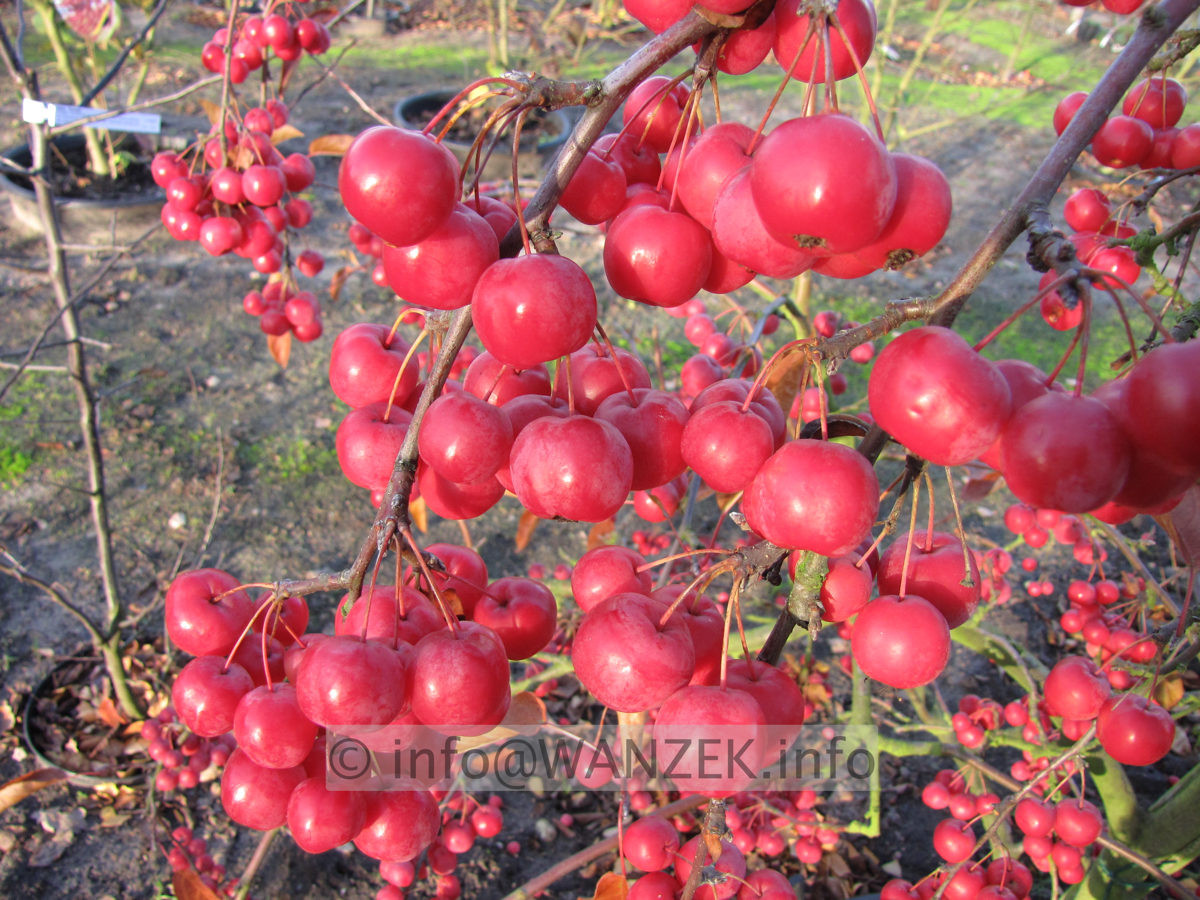 Malus Red Sentinel 5 Fruchtmacro1.JPG